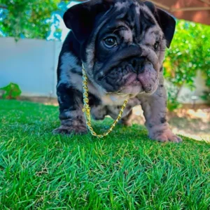 Bluey