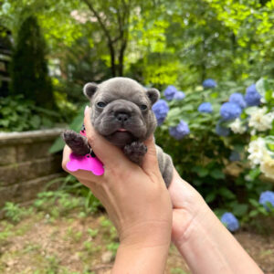 Frenchies