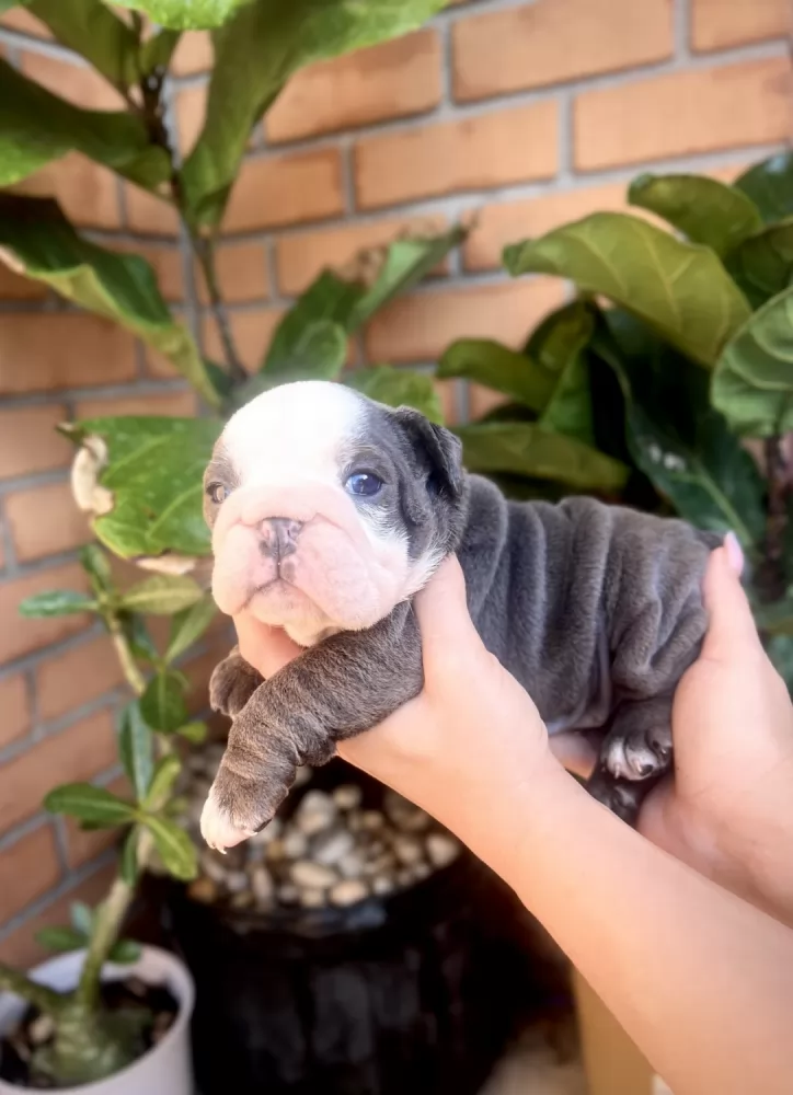 Rex , Percy, Stecy - Image 3