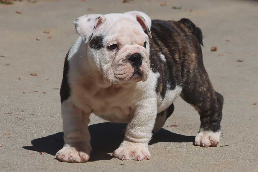 πΎπ MEET CHONGO! ππΎ - Image 4