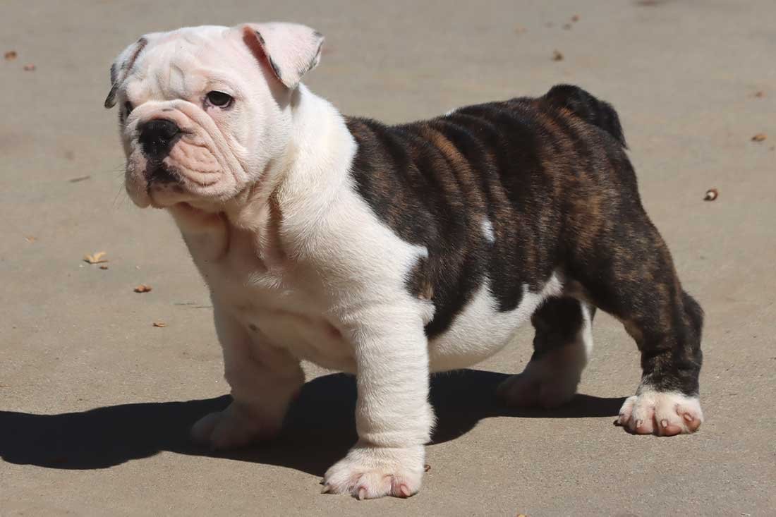 πΎπ MEET CHONGO! ππΎ - Image 3
