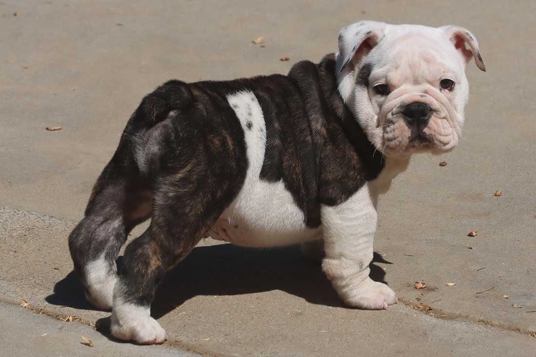 πΎπ MEET CHONGO! ππΎ