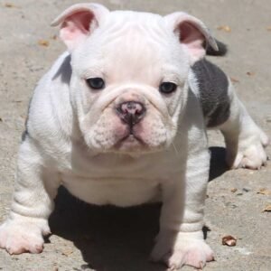 πΆπ MEET HANKY! ππΆ